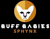 Buff Babies Sphynx