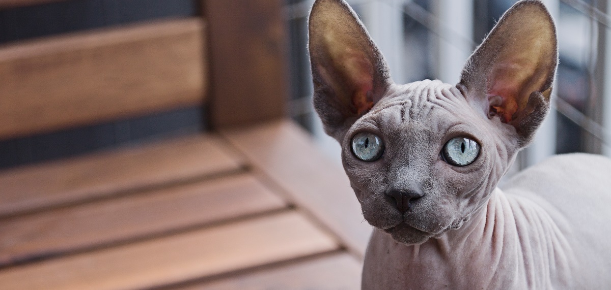 We Have Sphynx Kittens Available! EMAIL Buffbabiessphynx@gmail.com Today!