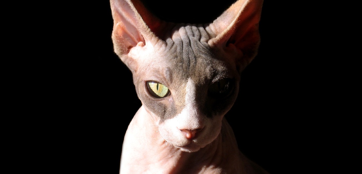 All Buffbabies Sphynx go to their new homes with…