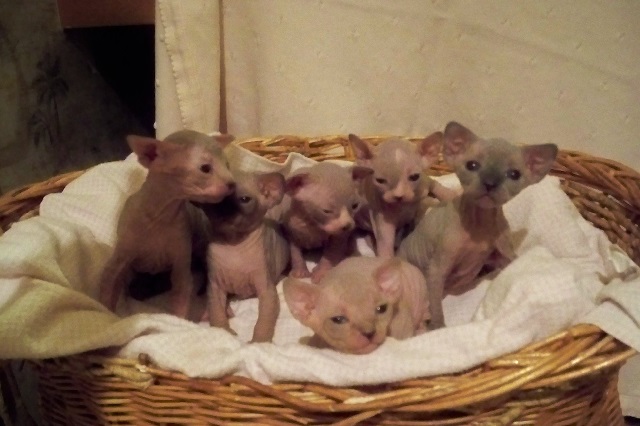 buffbabies-kittens-2