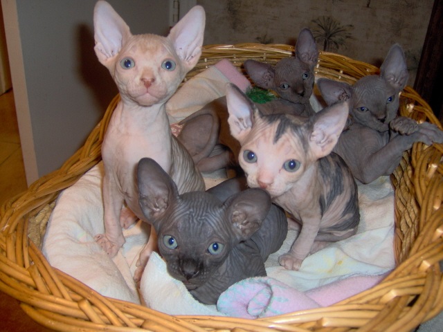 buffbabies-kittens