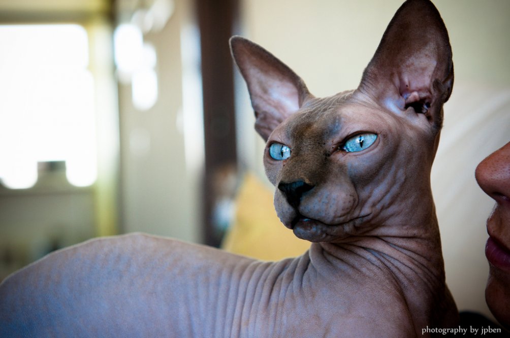 Buy Sphynx Cat Houston Tx